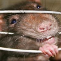 Mice in a cage