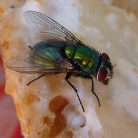 Fly on food